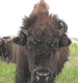 bölény