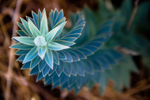 Fotó: Tobias Brixen via Flickr spiral flower